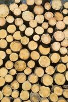 Trunks of pine trees photo