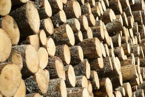 Trunks of pine trees photo