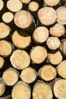 Trunks of pine trees photo