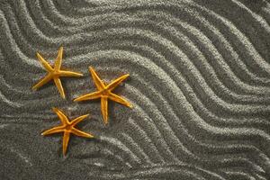 Starfish on the sand photo