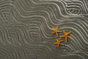 Starfish on the sand photo