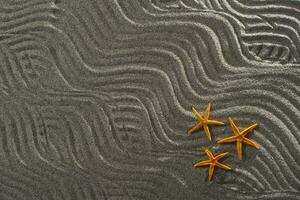 Starfish on the sand photo