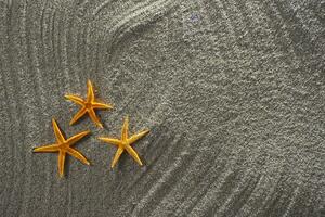 Starfish on the sand photo