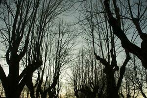 Leafless trees winter photo