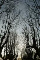 Leafless trees winter photo