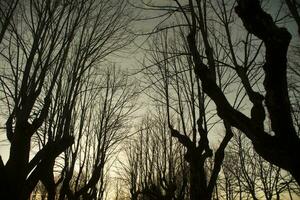 Leafless trees winter photo