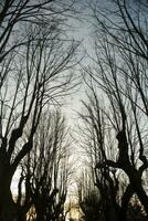 Leafless trees winter photo