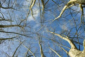 Sycamore tree in winter photo