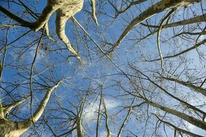 Sycamore tree in winter photo