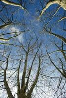 Sycamore tree in winter photo