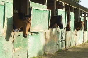 Old stable for horses photo