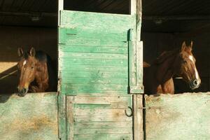 Old stable for horses photo