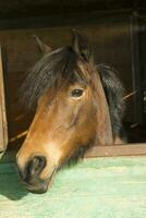 Old stable for horses photo