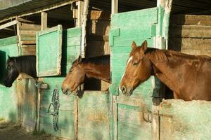 antiguo estable para caballos foto