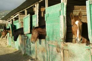 antiguo estable para caballos foto