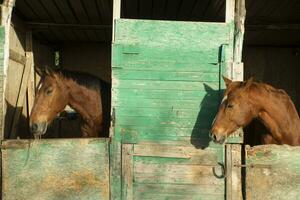 Old stable for horses photo