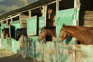 Old stable for horses photo