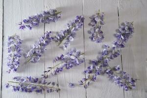 The colors of wisteria photo