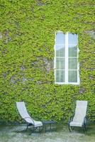 The ivy of Canada photo