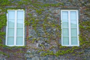 The ivy of Canada photo