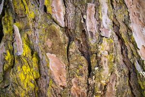 The bark of the pine photo