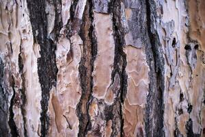 The bark of the pine photo