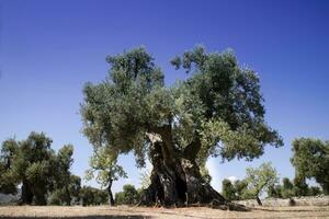 Secular Olives of Italy photo