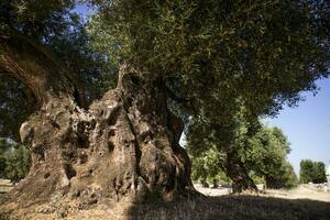 Secular Olives of Italy photo