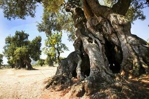 Secular Olives of Italy photo