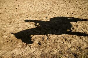 Shade projected by a horse photo