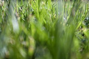 hierba verde fresca foto