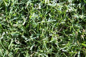 Lawn with green grass photo