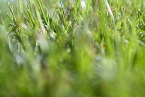 Fresh green grass photo