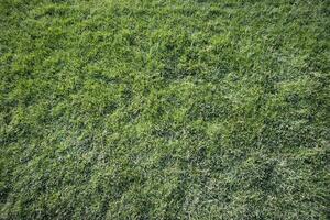 Lawn with green grass photo