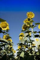 The yellow flower of the sunflower photo