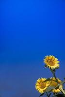 The yellow flower of the sunflower photo