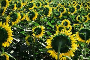 Field of sunflowers photo