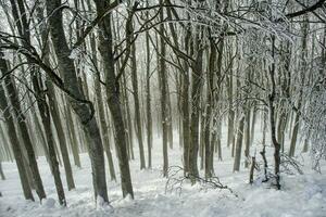 el bosque en invierno foto