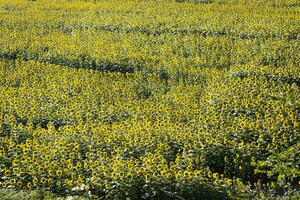 Field of sunflowers photo