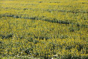 Field of sunflowers photo