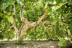 Fig tree in vegetation photo