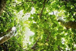 higo árbol en vegetación foto