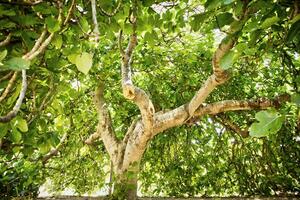 higo árbol en vegetación foto