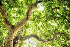 Fig tree in vegetation photo