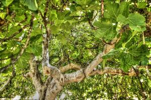 Fig tree in vegetation photo