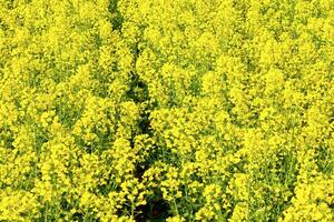 un amarillo campo de colza foto