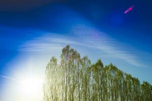 Row of poplars against the light photo