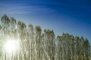 Row of poplars against the light photo