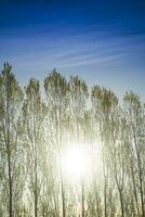 Row of poplars against the light photo