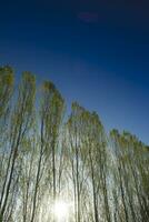 Row of poplars against the light photo